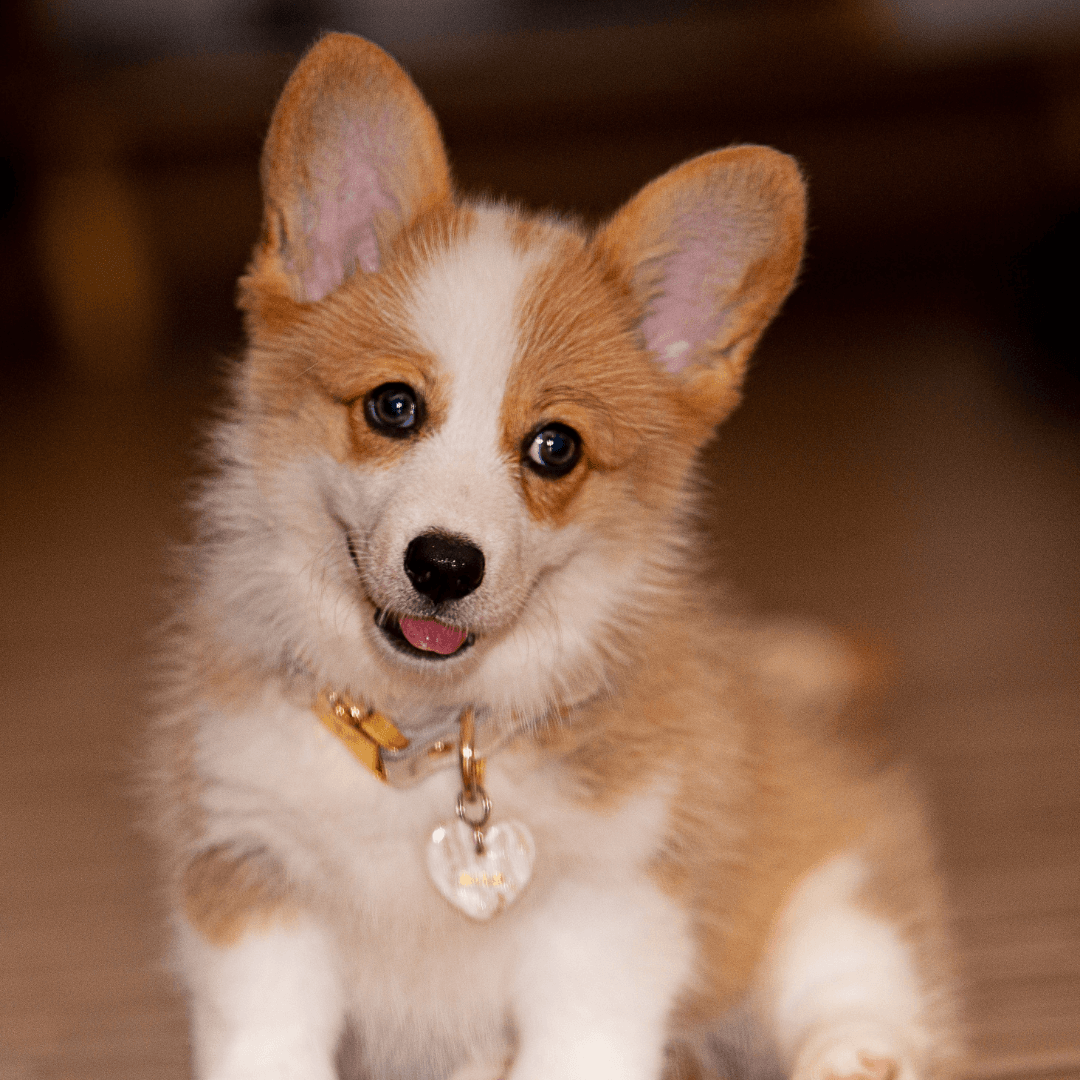 Puppy Training