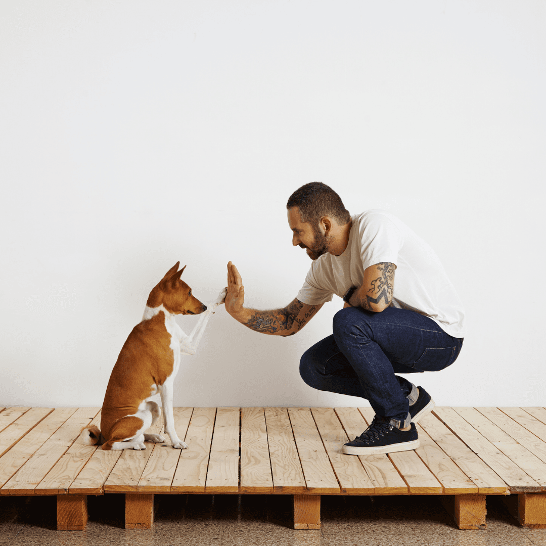 Obedience Training