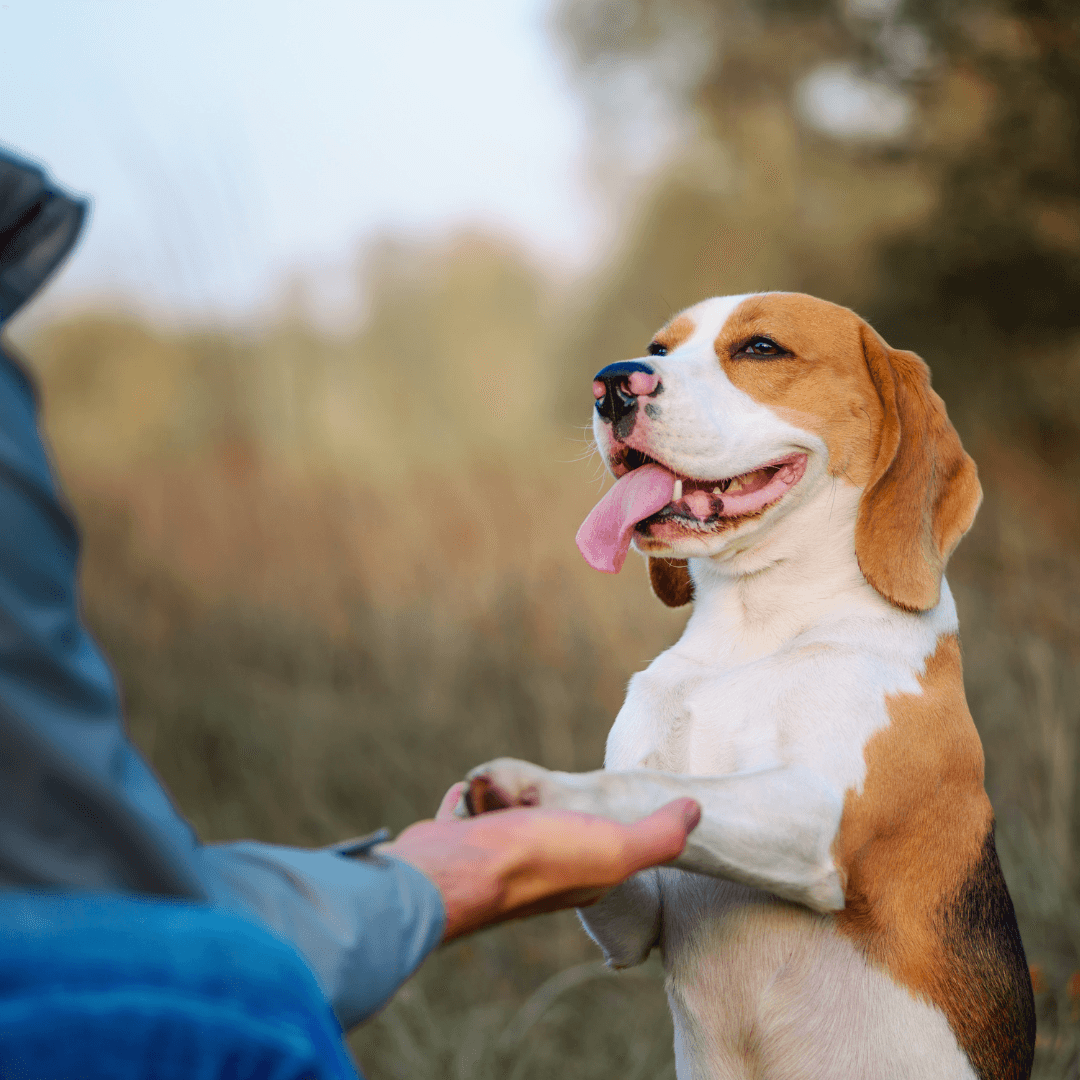Training that brings you closer — Obedience Masters dog training