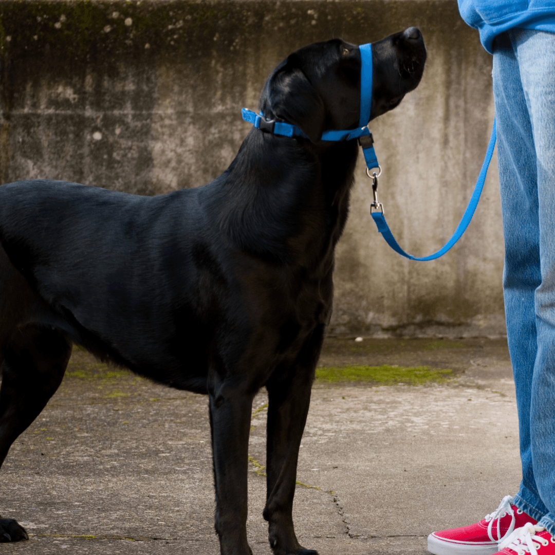 Walking without the pull — Obedience Masters dog training