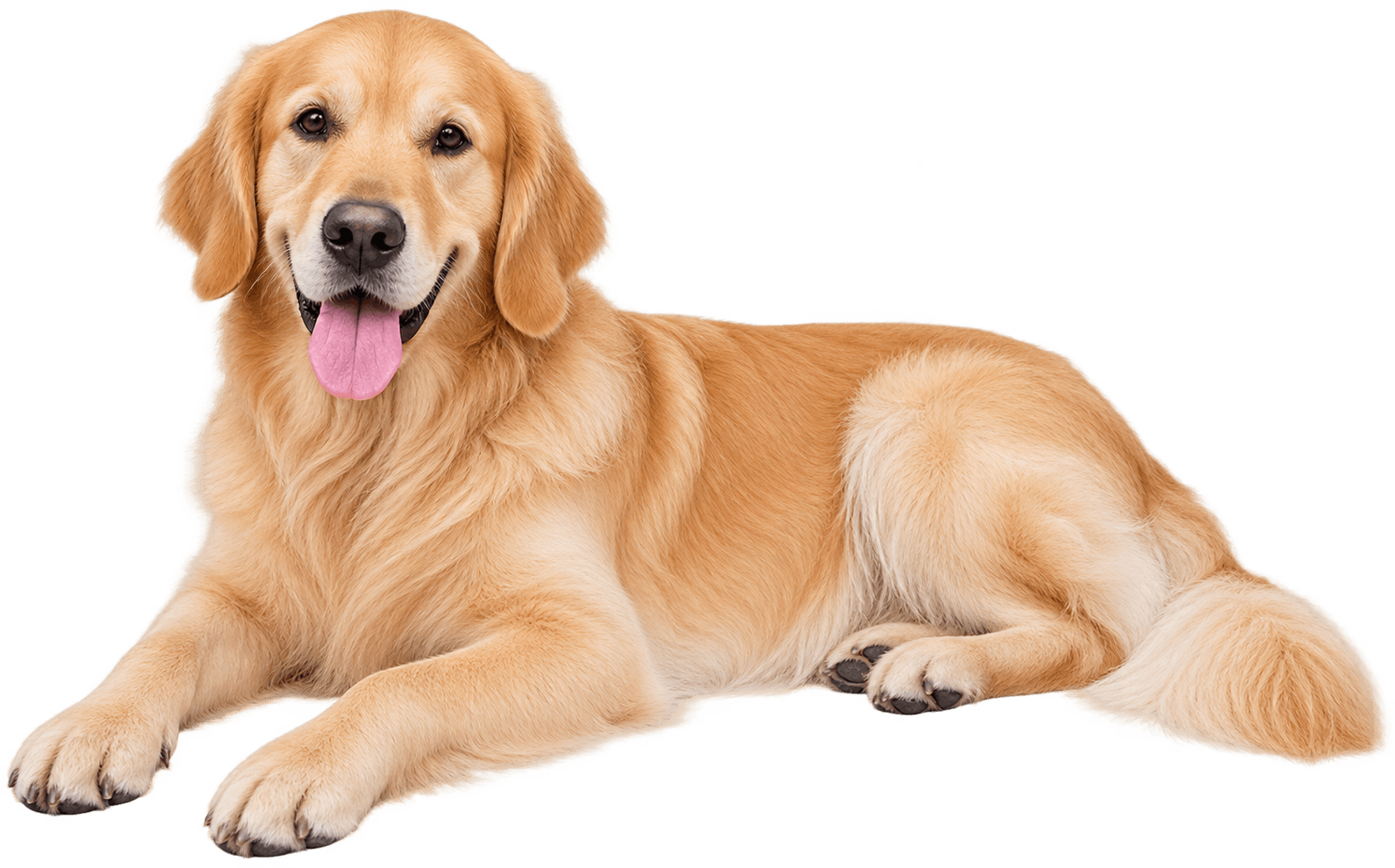 Content, well-trained Golden Retriever relaxing