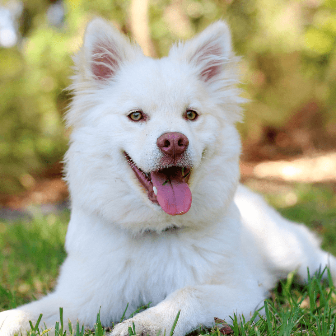 A calm, happy white fluffy dog resting contentedly on the grass