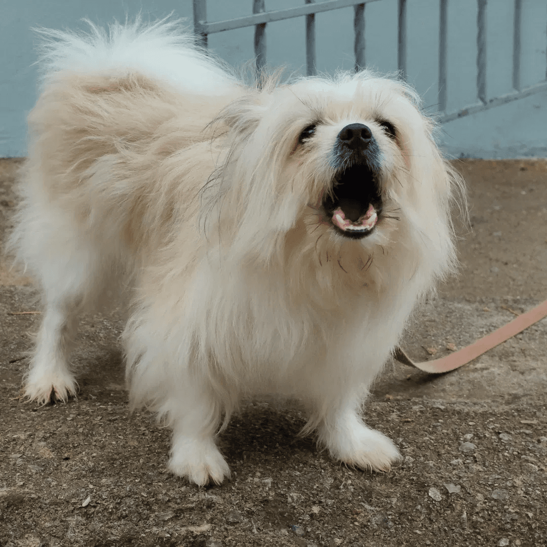Reactivity doesn't have to last — Obedience Masters dog training
