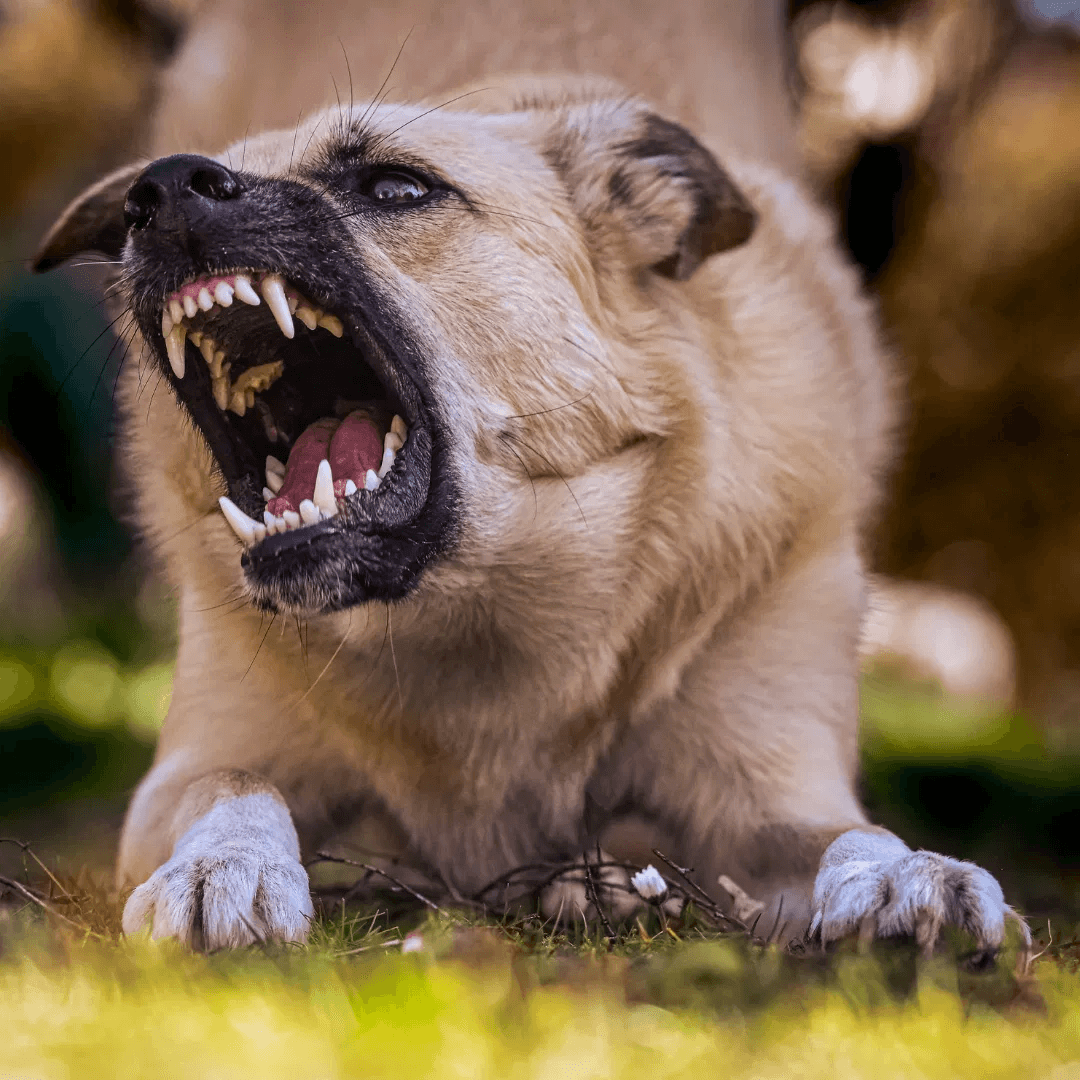 Aggression Issues