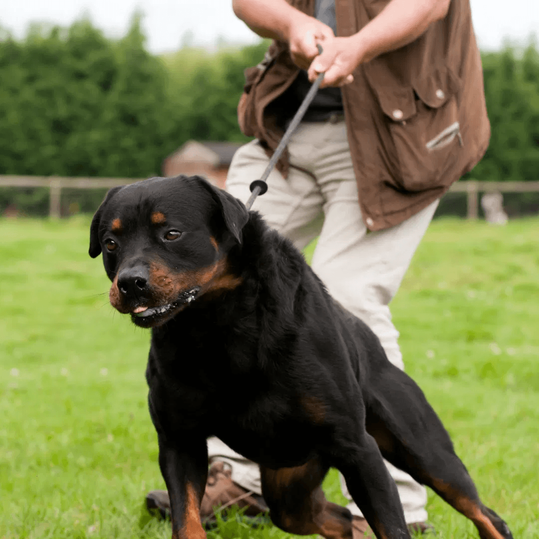 Leash Pulling