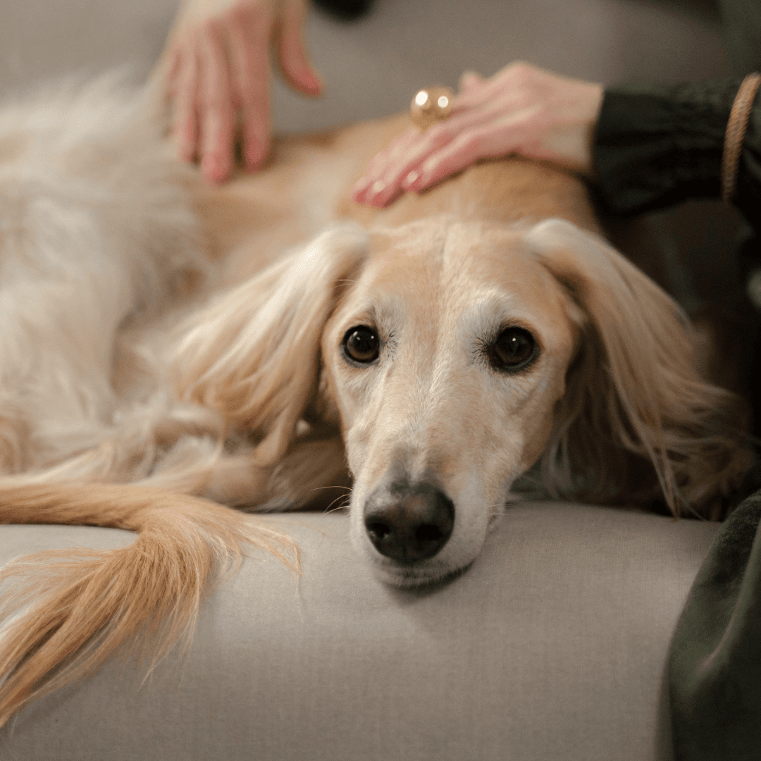 Trust, built gently — Obedience Masters dog training