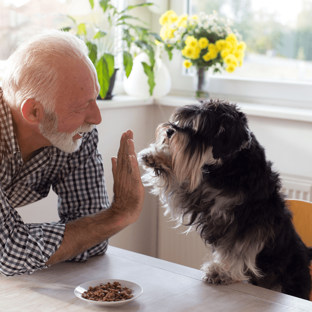 Small moments, big wins — Obedience Masters dog training