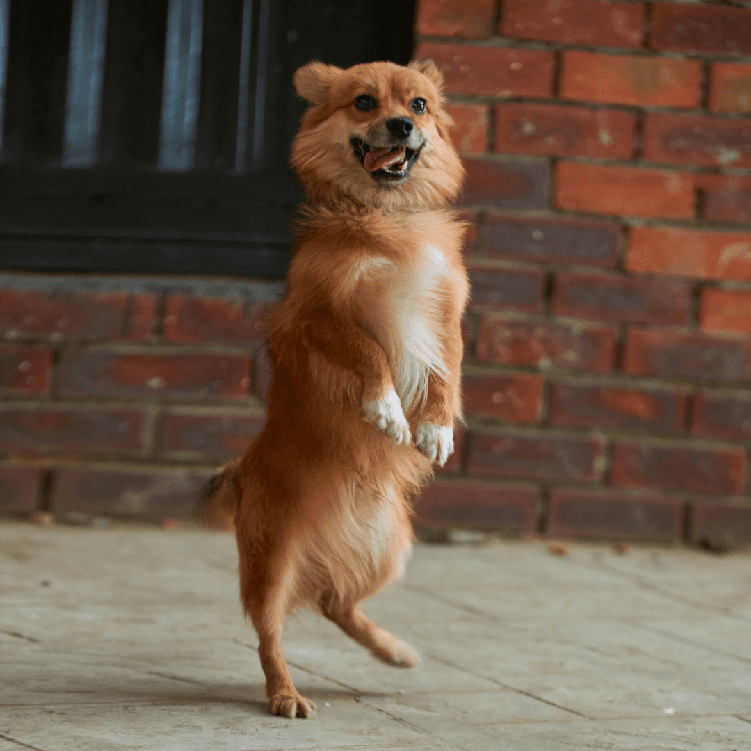 Jumping Up